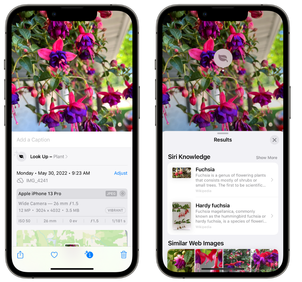 桑珠孜苹果手机维修分享小技巧：使用 iPhone 相机识别花卉植物 